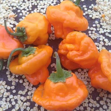 Alternative view of Scotch Bonnet yellow شتلة فلفل
