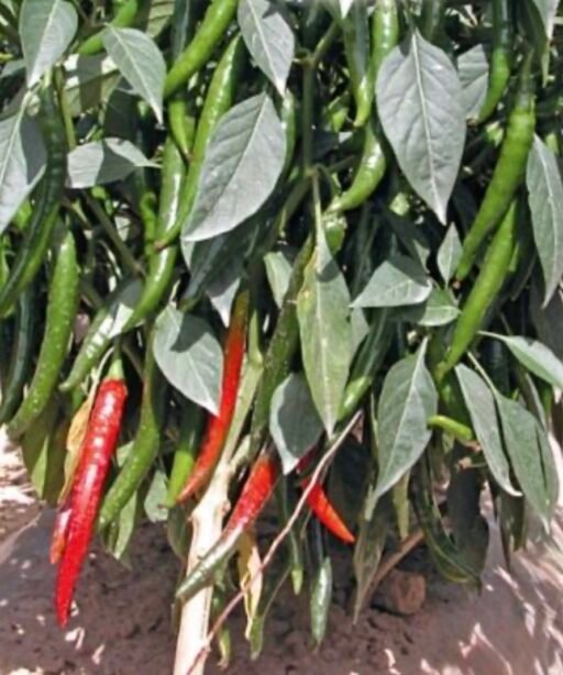 Alternative view of Gutera شتلة فلفل