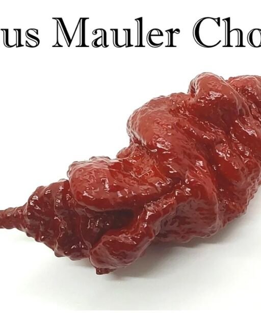 Alternative view of Tiberius Mauler Chocolate شتلة فلفل