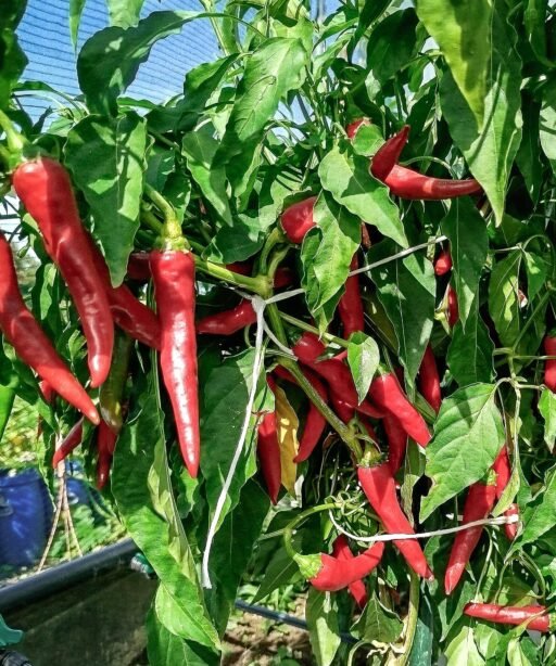 Alternative view of Cayenne Peppers شتلة فلفل