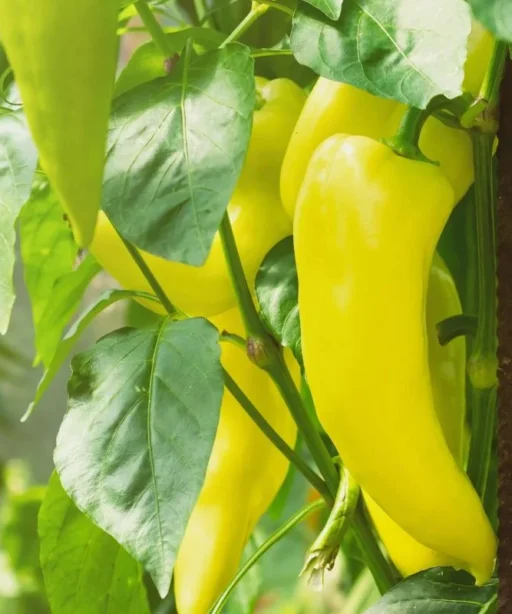Alternative view of Sweet Banana شتلة فلفل