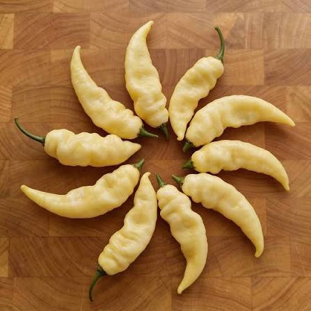 Alternative view of White Bhut Jolok's شتلة فلفل