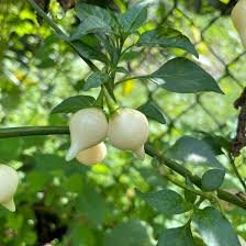 Alternative view of white biquinho pepper شتلة فلفل