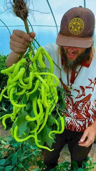 Alternative view of Corbaci Sweet Pepper شتلة فلفل