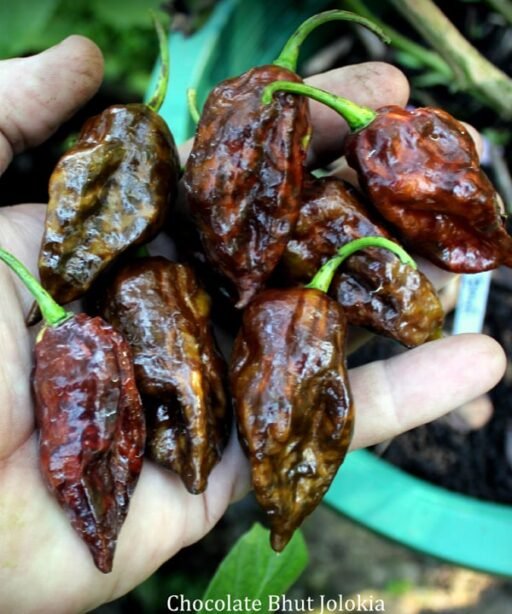 Alternative view of Bhut Jolokia Brown/Chocolate شتلة فلفل