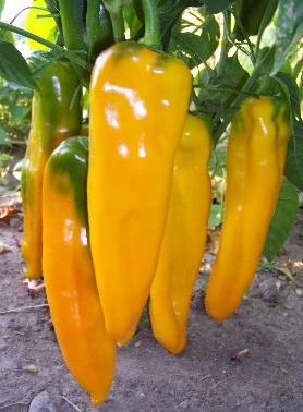 Alternative view of Marconi Golden Pepper شتلة فلفل