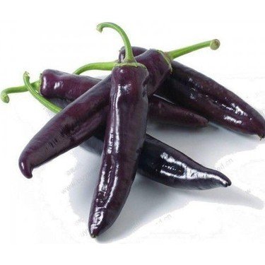 Alternative view of Purpel Hot شتلة فلفل