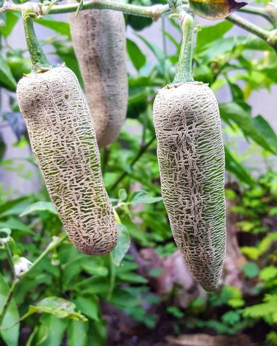 Alternative view of Jalapeno Farmers Market Pepper شتلة فلفل