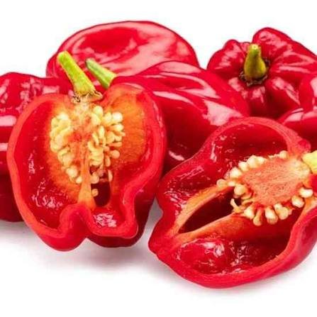 Alternative view of Caribbean Red Habanero Pepper شتلة فلفل