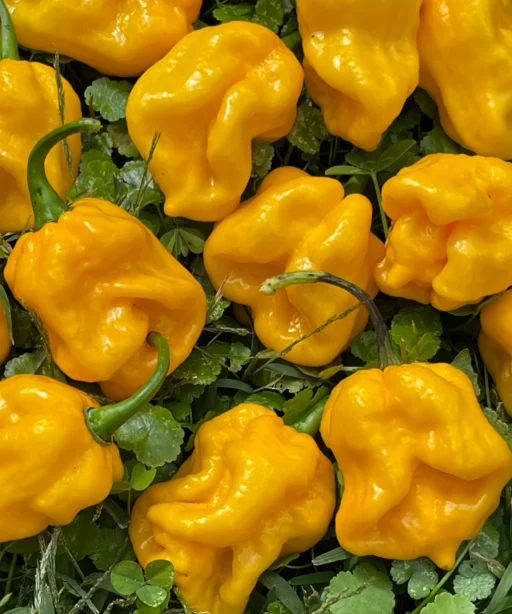 Alternative view of Habanero Lemon شتلة فلفل