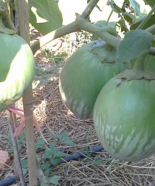 Alternative view of Thai Giant Green شتلة باذنجان