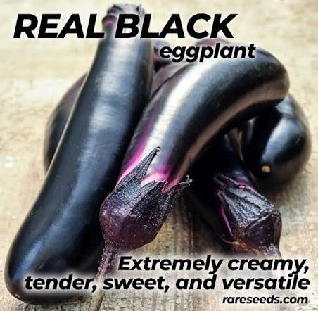 Alternative view of Real Black شتلة باذنجان